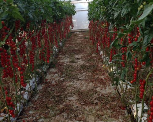 Trip to a tomato farm